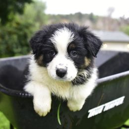 Australian Shepherd Puppies from Ruff & Tumble Australian Shepherds