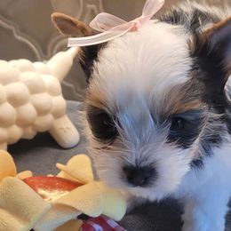 Ryleigh - Black tan and white Biewer Terrier puppy in Granbury, Texas from Hearts n Paws