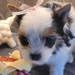 Ryleigh - Black tan and white Biewer Terrier puppy in Granbury, Texas from Hearts n Paws