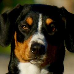 Entlebucher Mountain Dogs from Bar TT Ranch Entlebuchers