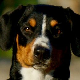 Entlebucher Mountain Dogs from Bar TT Ranch Entlebuchers