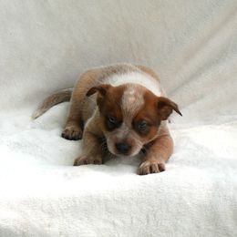 Cherry - Red mottled male Australian Cattle Dog puppy in Buffalo Valley, Tennessee from Buffalo Valley Breeders
