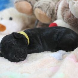 Cockapoo Puppies from JP Cockapoos LLC