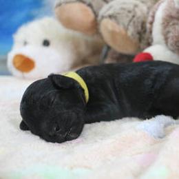 Cockapoo Puppies from JP Cockapoos LLC