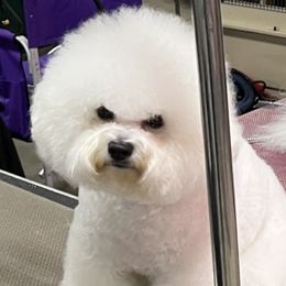 Lyra - Bichon Frise