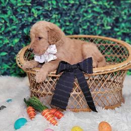 Trixie - Red  female Goldendoodle puppy in Woodburn, Indiana from DNLS Doodle Puppies