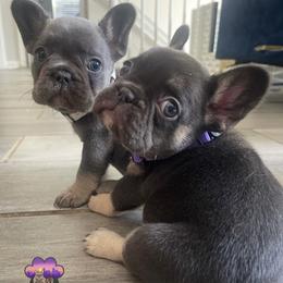 French Bulldog and Yorkshire Terrier Puppies from Twinkle Paws Frenchies and Yorkies