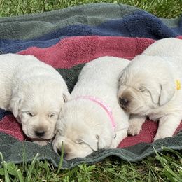 Girl 3 - Yellow female Labrador Retriever puppy in Harrison, Arkansas from Brandywine Labradors