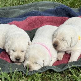Girl 3 - Yellow female Labrador Retriever puppy in Harrison, Arkansas from Brandywine Labradors