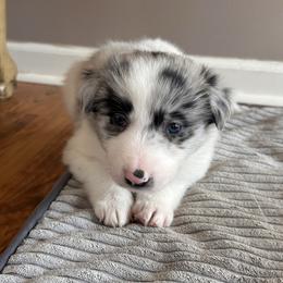 Boy 1 - White and blue merle male Border Collie puppy in Jonesboro, Arkansas from Hampton Border Collies