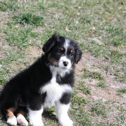 Australian Shepherd Puppies from Flying L Aussies