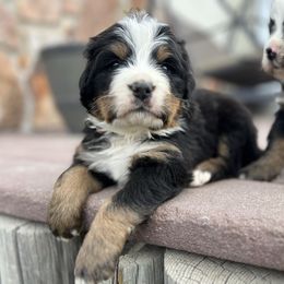 Bernese Mountain Dog puppies from Bayles Berners