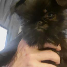 Boq - Black male Brussels Griffon puppy in Pensacola, Florida from Fretwell's Fabulous Griffons