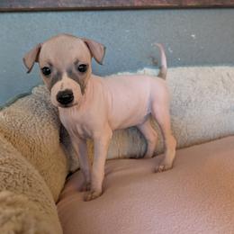 Prickly Pear - Red and white female American Hairless Terrier puppy in Phoenix, Arizona from Bare Valley
