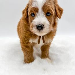 Mario - Red  male Goldendoodle puppy in Sunman, Indiana from Brunsman Country Doodles LLC