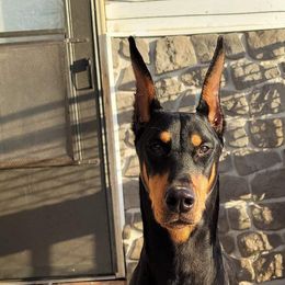 Doberman Pinschers from Melrae Dobermans