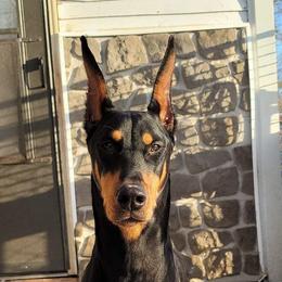 Doberman Pinschers from Melrae Dobermans