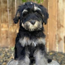 Texas (Red) - Phantom male Goldendoodle puppy in Twin Falls, Idaho from Magic Valley Family Doodles