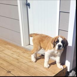 Saint Bernard puppies from Split Rock Saints