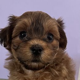 Havanese, Havapoo, and Labrador Retriever Puppies from Joyful Havanese, Havapoo, and Labs