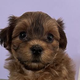 Havanese, Havapoo, and Labrador Retriever Puppies from Joyful Havanese, Havapoo, and Labs
