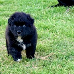 Shadow - Black & white male Australian Shepherd puppy in Mineral Wells, Texas from A6 Australian Shepards