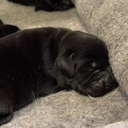 No collar - Black female Labrador Retriever puppy in Centreville, Maryland from Barbihaus Kennels