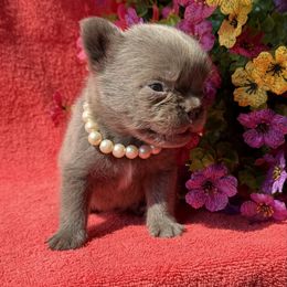 Gaston - Fawn male French Bulldog puppy in Lincoln, Arkansas from Red Dirt Dachshunds
