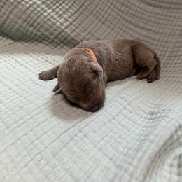 Orange collar - Silver male Dilute Retriever puppy in Valley Center, California from Stunning Silver Bullets Labradors