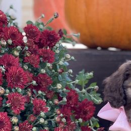 Bernedoodle Puppies from White Oak