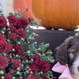 Bernedoodle Puppies from White Oak