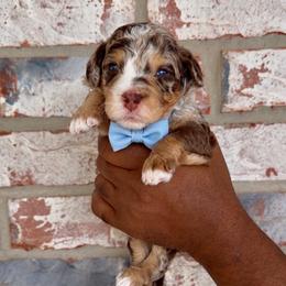 Heath - Chocolate merle male Bernedoodle puppy in Richmond, Texas from Harper’s Heartbeats