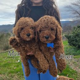 Bernedoodle, Goldendoodle, and Poodle Puppies from 4goldendoodles