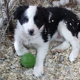 Border Collie Puppies from Bond Border Collies
