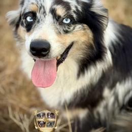 Rumor - Australian Shepherd