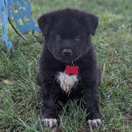 Big Red - Black male Akita puppy in Yankton, South Dakota from Akita Kai Magic