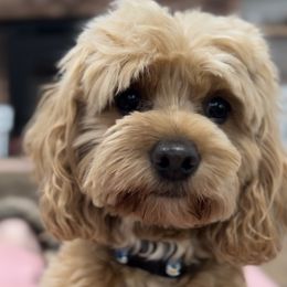 Demi - Cockapoo