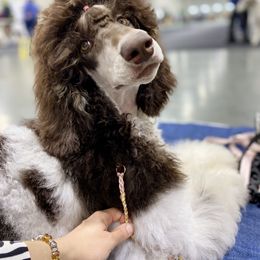 Poodle All Grown Up from Apricity Poodles