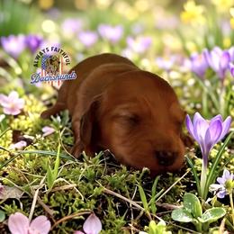 AFDs June - Red female Dachshund puppy in Waverly, Ohio from Always Faithful Dachshunds
