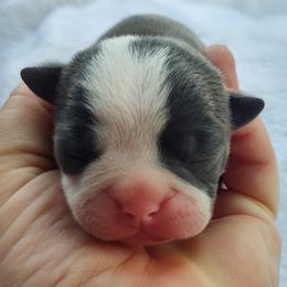 Boston Terrier Puppies from Dixieland Bostons