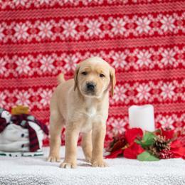 Labrador Retriever Puppies from Sun Ridge Labradors