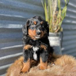 Cherio - female Assorted Doodle Crosses puppy in Randolph, Utah from Dry Canyon Pups