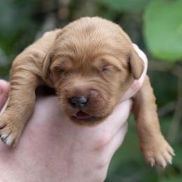 Girl 5 - female Golden Retriever puppy in Gonzales, Louisiana from True Grit Golden Retrievers