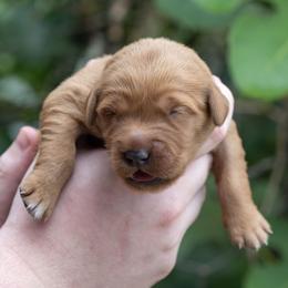 Girl 5 - female Golden Retriever puppy in Gonzales, Louisiana from True Grit Golden Retrievers