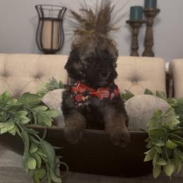 Twix 1800 Valentines Special - Grizzle male Sheepadoodle puppy in Cartersville, Georgia from Simply Blessed Doodles