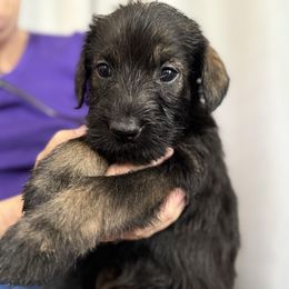Willow - Pepper and salt female Giant Schnauzer puppy in Goodrich, Texas from Silver Creek Giant Schnauzers