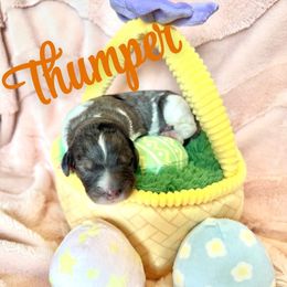 Thumper - male Golden Mountain Doodle puppy in Victoria, Texas from Deidre's Golden Mountain Doodles