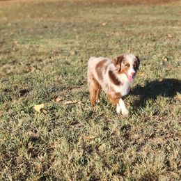 McCrae - Toy Australian Shepherd