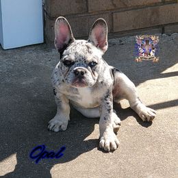 Boston Terrier and French Bulldog Puppies from Freedom Bostons