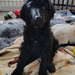 "Gordon" - Black Labradoodle puppy in Las Vegas, Nevada from Patriot Labradoodles